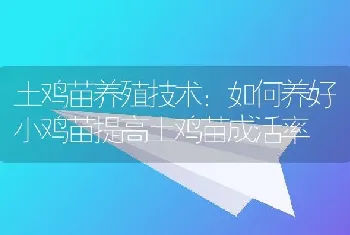 土鸡苗养殖技术：如何养好小鸡苗提高土鸡苗成活率