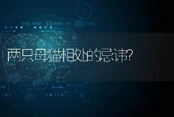 两只母猫相处的忌讳？