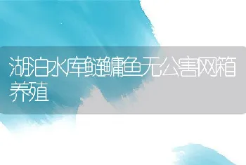 湖泊水库鲢鳙鱼无公害网箱养殖