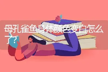 母孔雀鱼身体颜色变白怎么了？