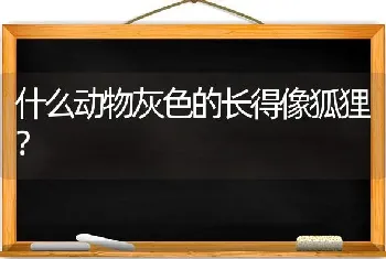 什么动物灰色的长得像狐狸？