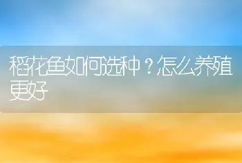 稻花鱼如何选种？怎么养殖更好