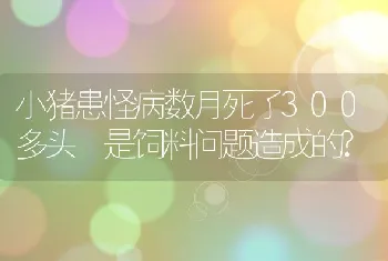 小猪患怪病数月死了300多头是饲料问题造成的?