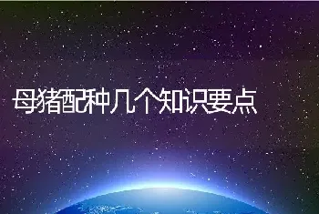 母猪配种几个知识要点