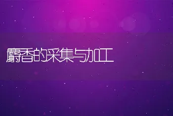 麝香的采集与加工