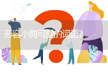 博美的优缺点？