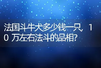 法国斗牛犬多少钱一只，10万左右法斗的品相？