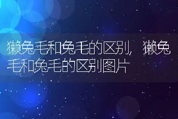 獭兔毛和兔毛的区别，獭兔毛和兔毛的区别图片