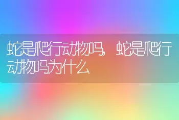 蛇是爬行动物吗，蛇是爬行动物吗为什么