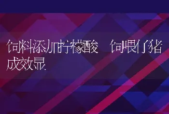 发挥蛋鸡潜力应把握七关键