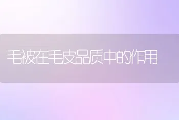 猪病治疗中常见的几个错误