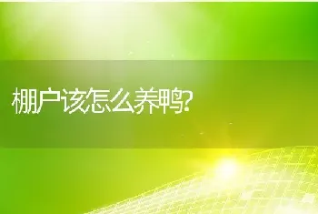 棚户该怎么养鸭?