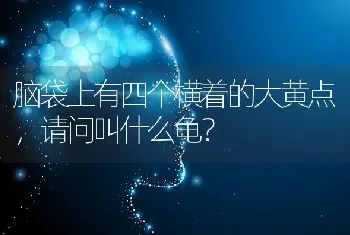 脑袋上有四个横着的大黄点，请问叫什么龟？