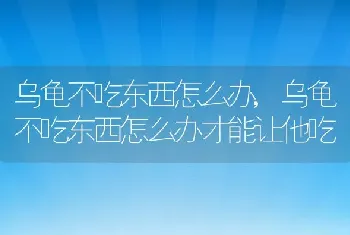 乌龟不吃东西怎么办，乌龟不吃东西怎么办才能让他吃