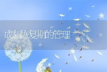 成貂恢复期的管理