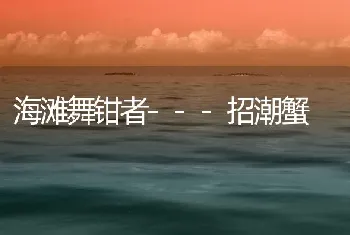 海滩舞钳者---招潮蟹