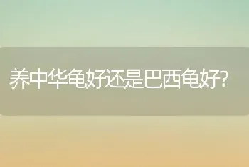 养中华龟好还是巴西龟好？