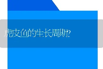 虎皮鱼的生长周期？