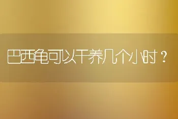 巴西龟可以干养几个小时？