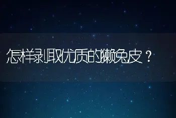 怎样剥取优质的獭兔皮？