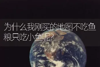 为什么我刚买的地图不吃鱼粮只吃小鱼呢？