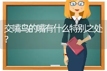 交嘴鸟的嘴有什么特别之处？