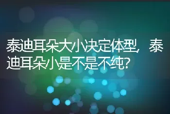 泰迪耳朵大小决定体型，泰迪耳朵小是不是不纯？