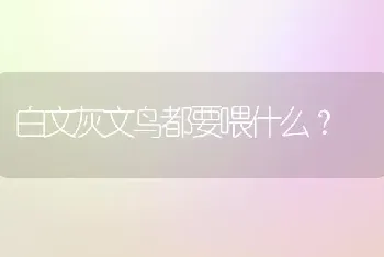 白文灰文鸟都要喂什么？