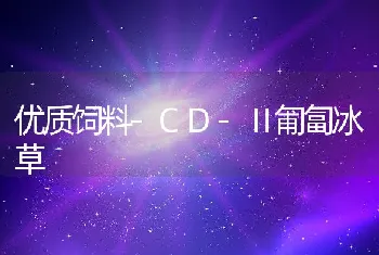 优质饲料-CD-Ⅱ匍匐冰草