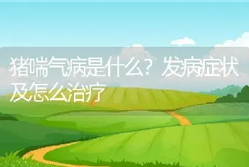 猪喘气病是什么？发病症状及怎么治疗