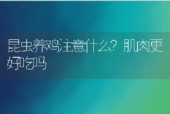 昆虫养鸡注意什么？肌肉更好吃吗