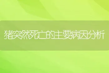 猪突然死亡的主要病因分析