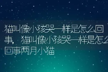 猫叫像小孩哭一样是怎么回事，猫叫像小孩哭一样是怎么回事两月小猫