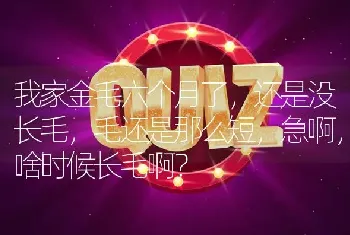 我家金毛六个月了，还是没长毛，毛还是那么短，急啊，啥时候长毛啊？