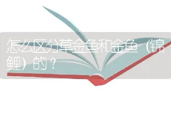 怎么区分草金鱼和金鱼（锦鲤）的？