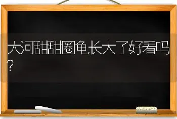 大河甜甜圈龟长大了好看吗？