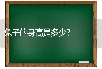 兔子的身高是多少？