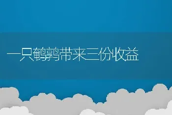 一只鹌鹑带来三份收益