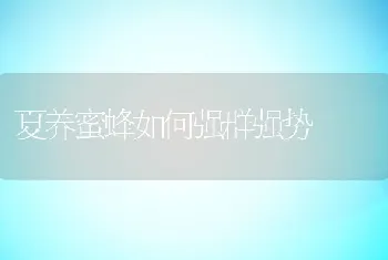 夏养蜜蜂如何强群强势