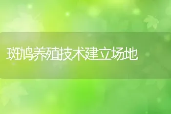 斑鸠养殖技术建立场地