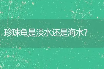 珍珠龟是淡水还是海水？