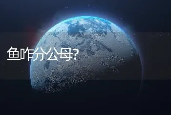 鱼咋分公母？