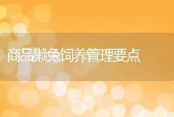 商品獭兔饲养管理要点