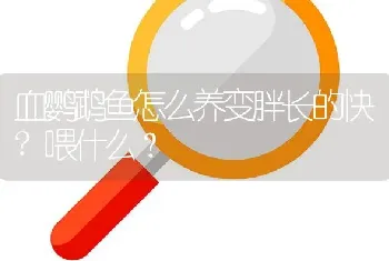 血鹦鹉鱼怎么养变胖长的快？喂什么？