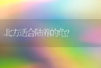 800元能买只卡斯罗吗？