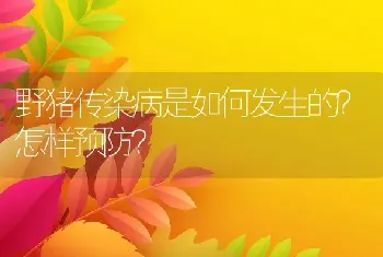 野猪传染病是如何发生的？怎样预防？