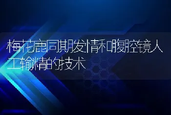 梅花鹿同期发情和腹腔镜人工输精的技术