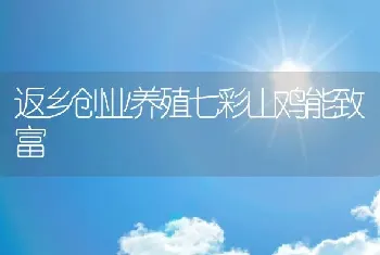 返乡创业养殖七彩山鸡能致富