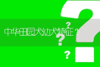 中华田园犬幼犬特征？