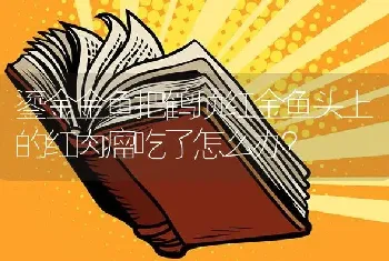 鎏金金鱼把鹤顶红金鱼头上的红肉瘤吃了怎么办？